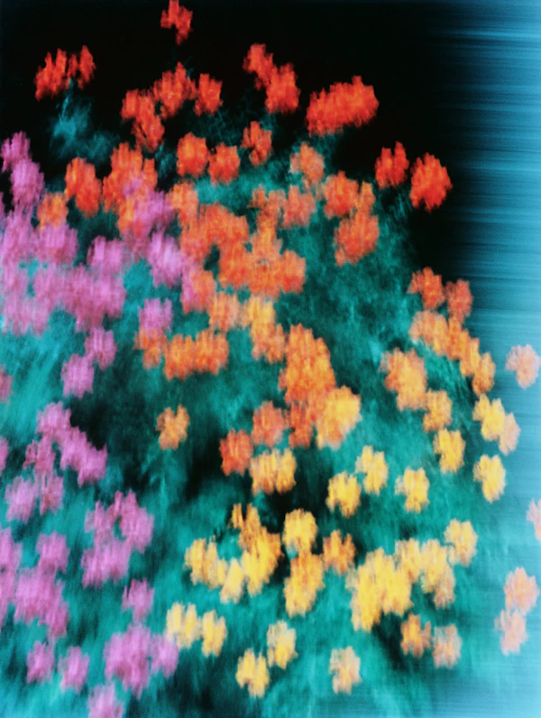 Vibrant Abstract Flowers