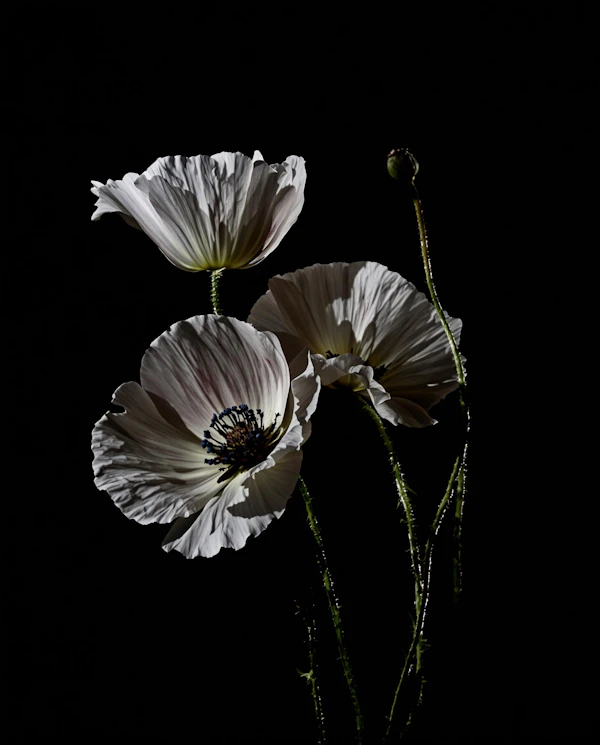 Delicate White Poppies