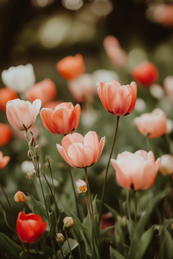 Vibrant Tulip Display