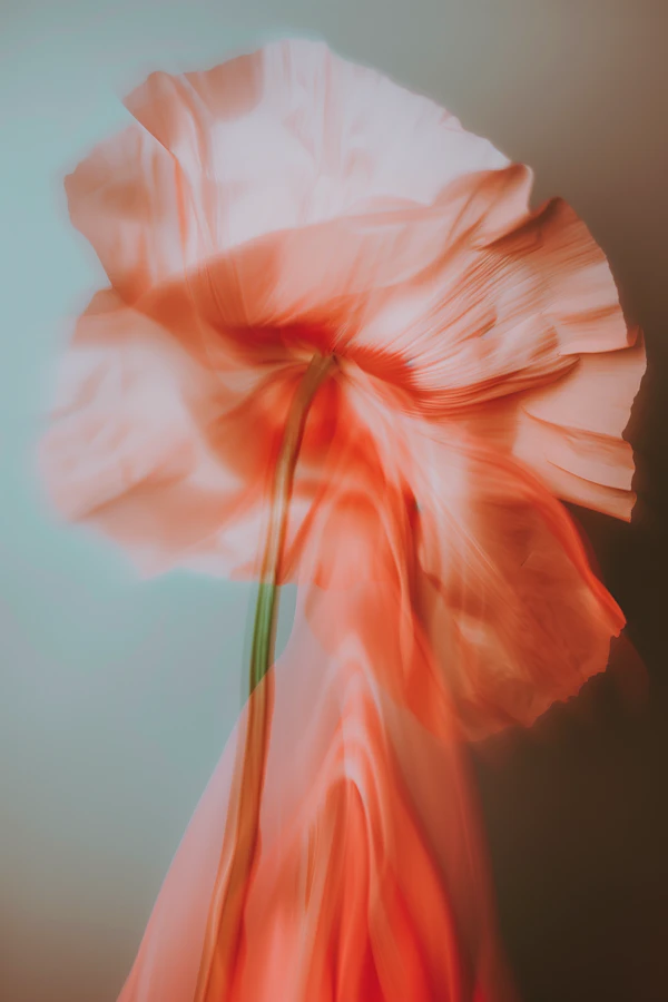 Ethereal Flower Close-Up