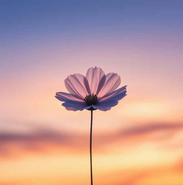 Sunset Flower