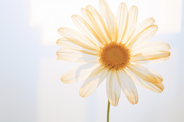 Ethereal Backlit Daisy