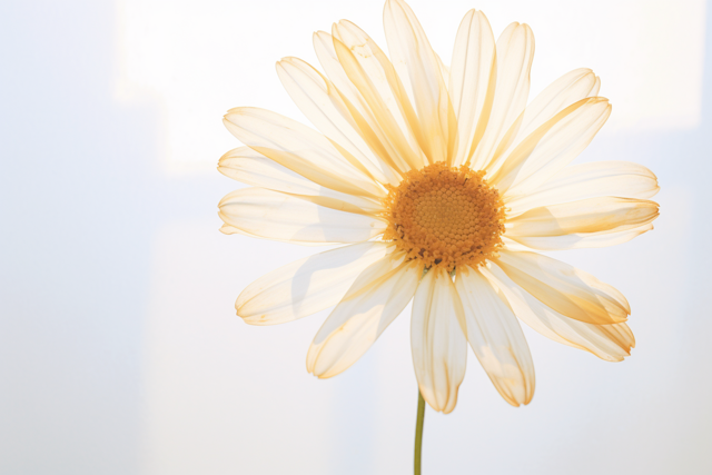 Ethereal Backlit Daisy