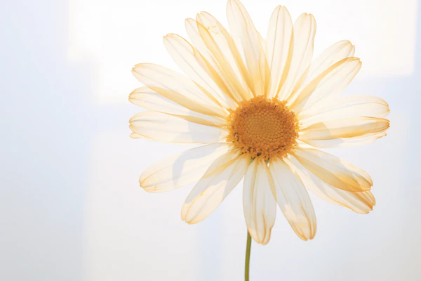Ethereal Backlit Daisy