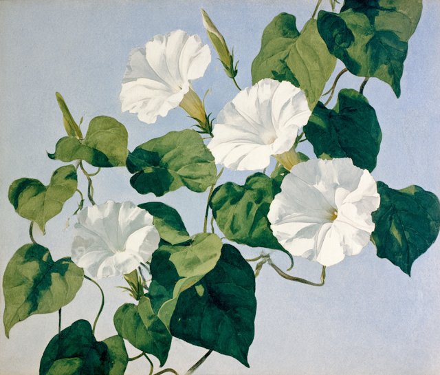 Morning Glory Artwork