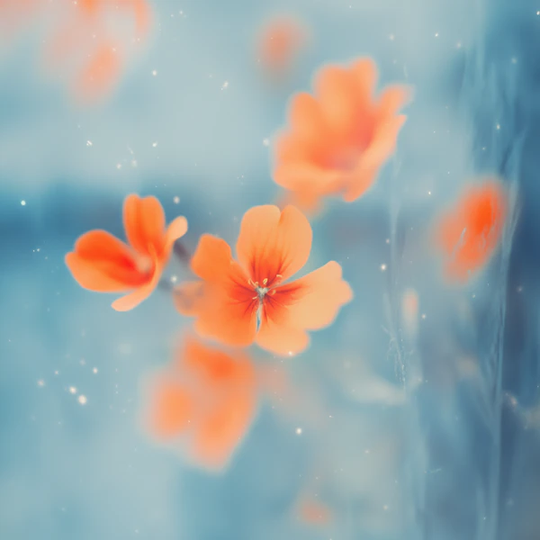 Orange Flowers Close-Up