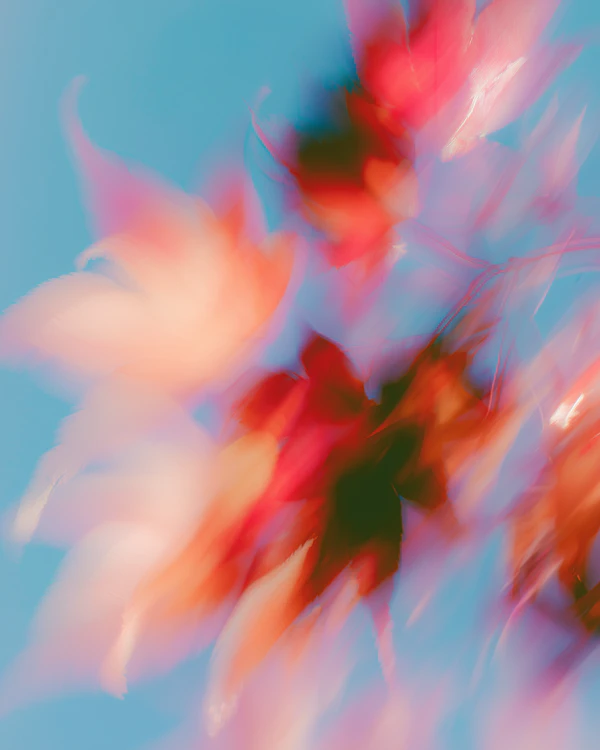 Autumn Leaves Abstract