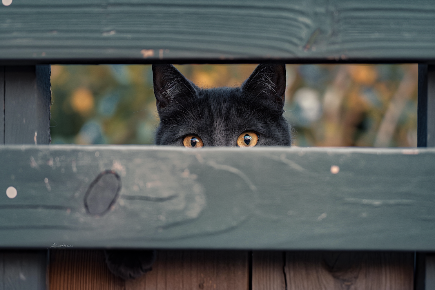 Curious Black Cat Peeking Through Wooden Slats