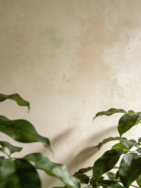 Serene Wall and Foliage