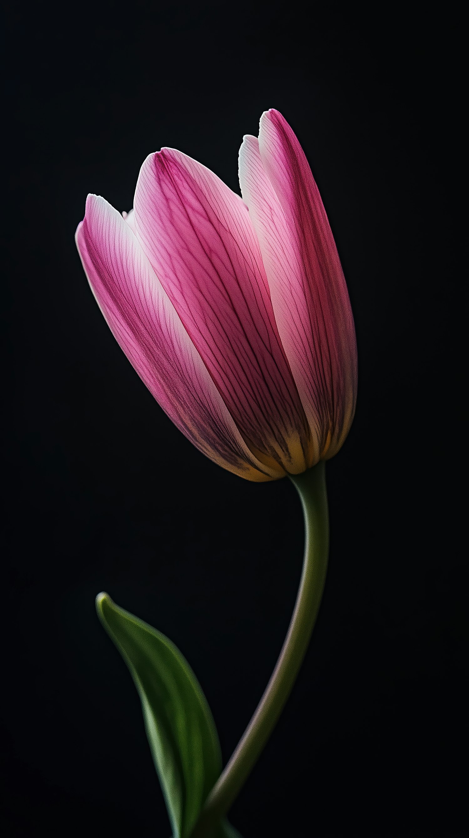 Elegant Pink Tulip