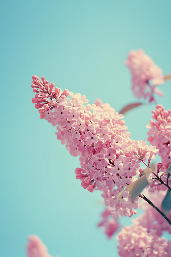 Blooming Lilac Close-Up
