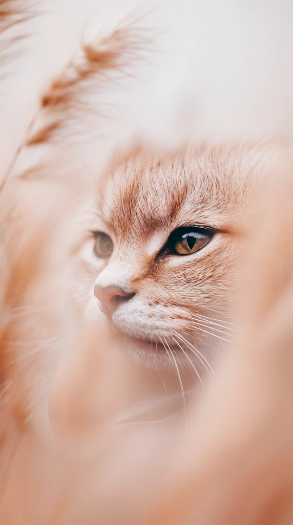 Close-up of Cat's Face