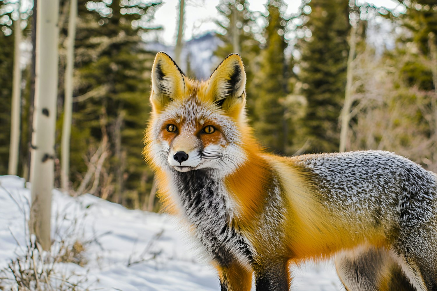 Curious Red Fox in Winter