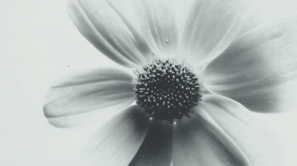 Monochrome Flower Close-Up