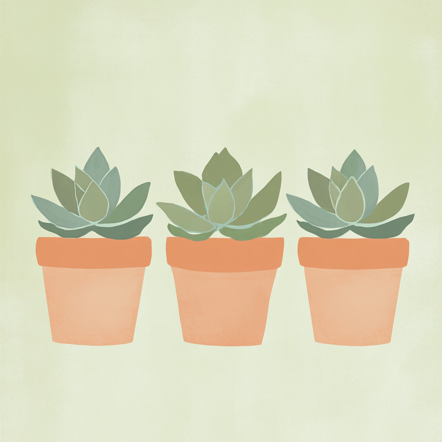 Succulent Trio