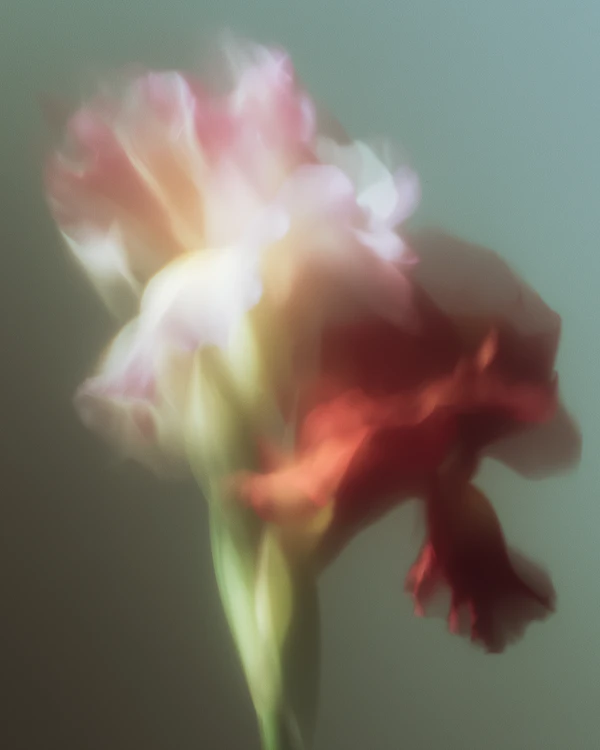 Ethereal Flower Closeup