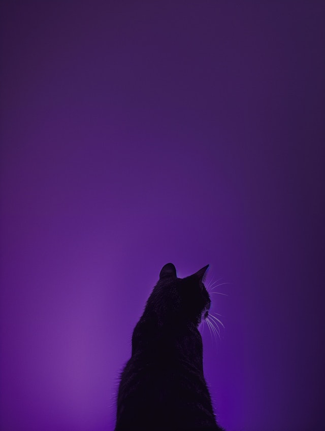 Majestic Cat Silhouette Against Purple