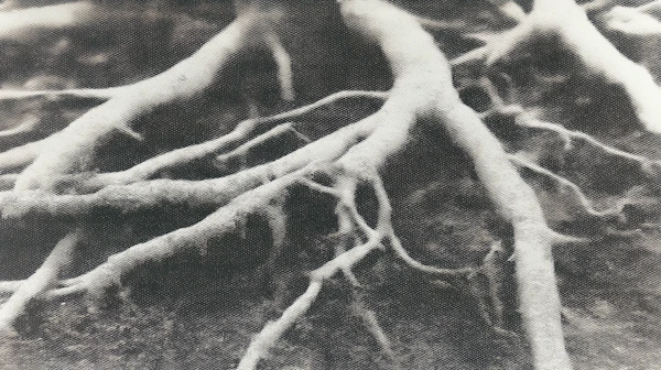 Intricate Tree Roots