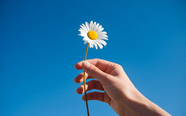 Hand Holding Daisy