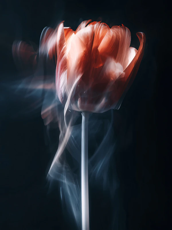 Dynamic Tulip Close-Up