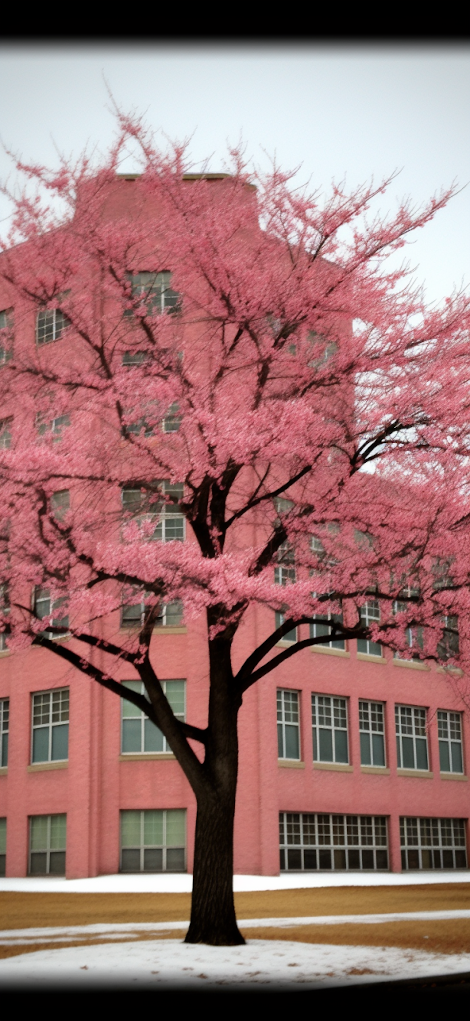 Springtime Serenity with Cherry Blossom