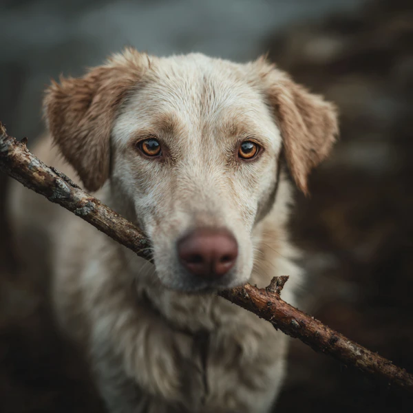 Dog with Stick