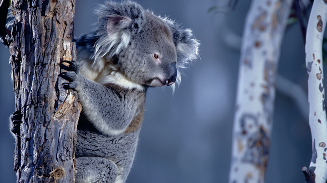 Koala in Natural Habitat