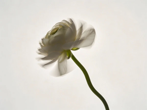 Delicate White Flower