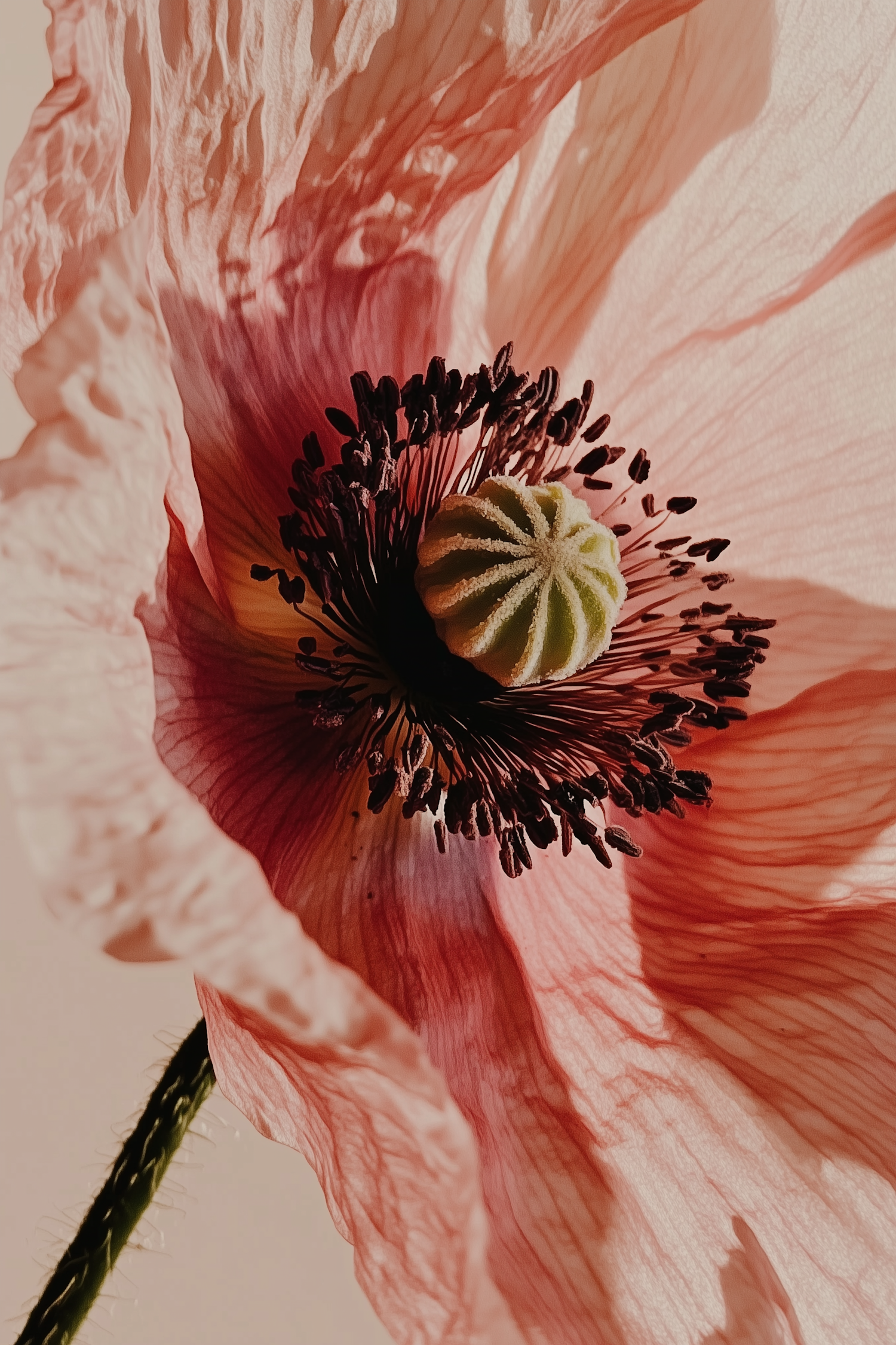 Close-Up of a Poppy Flower