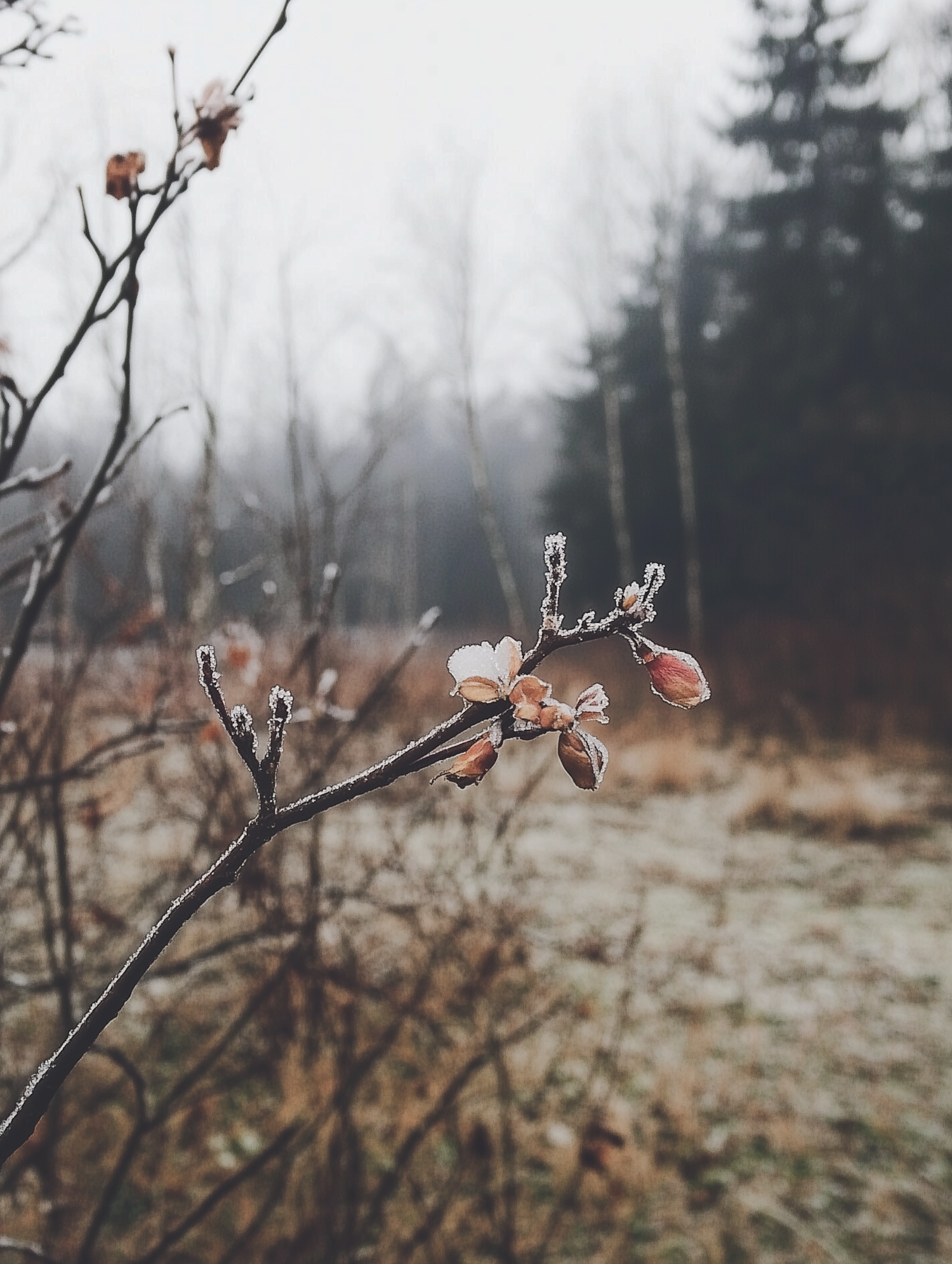 Frosty Branch Close-Up