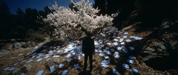 Contemplative Blossom Scene