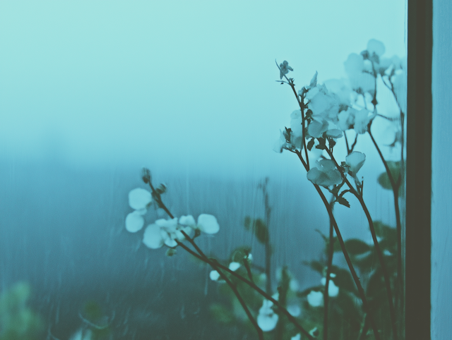 Serene White Flowers Against Misty Blue Background