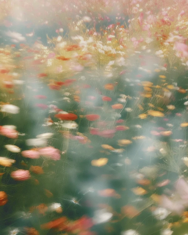 Dreamy Flower Field