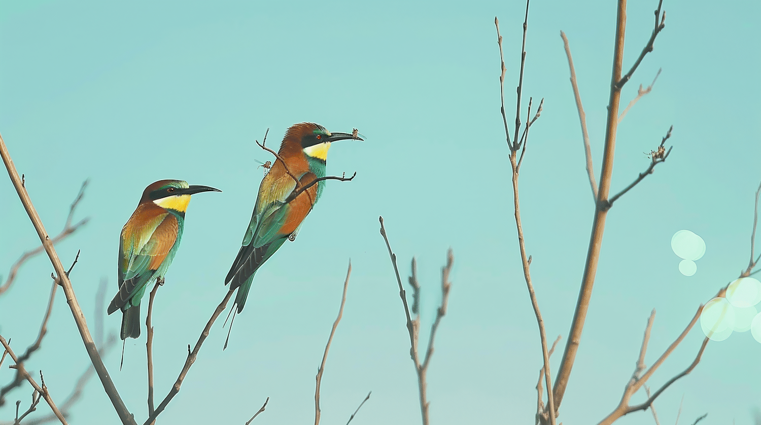 European Bee-Eaters on Branches