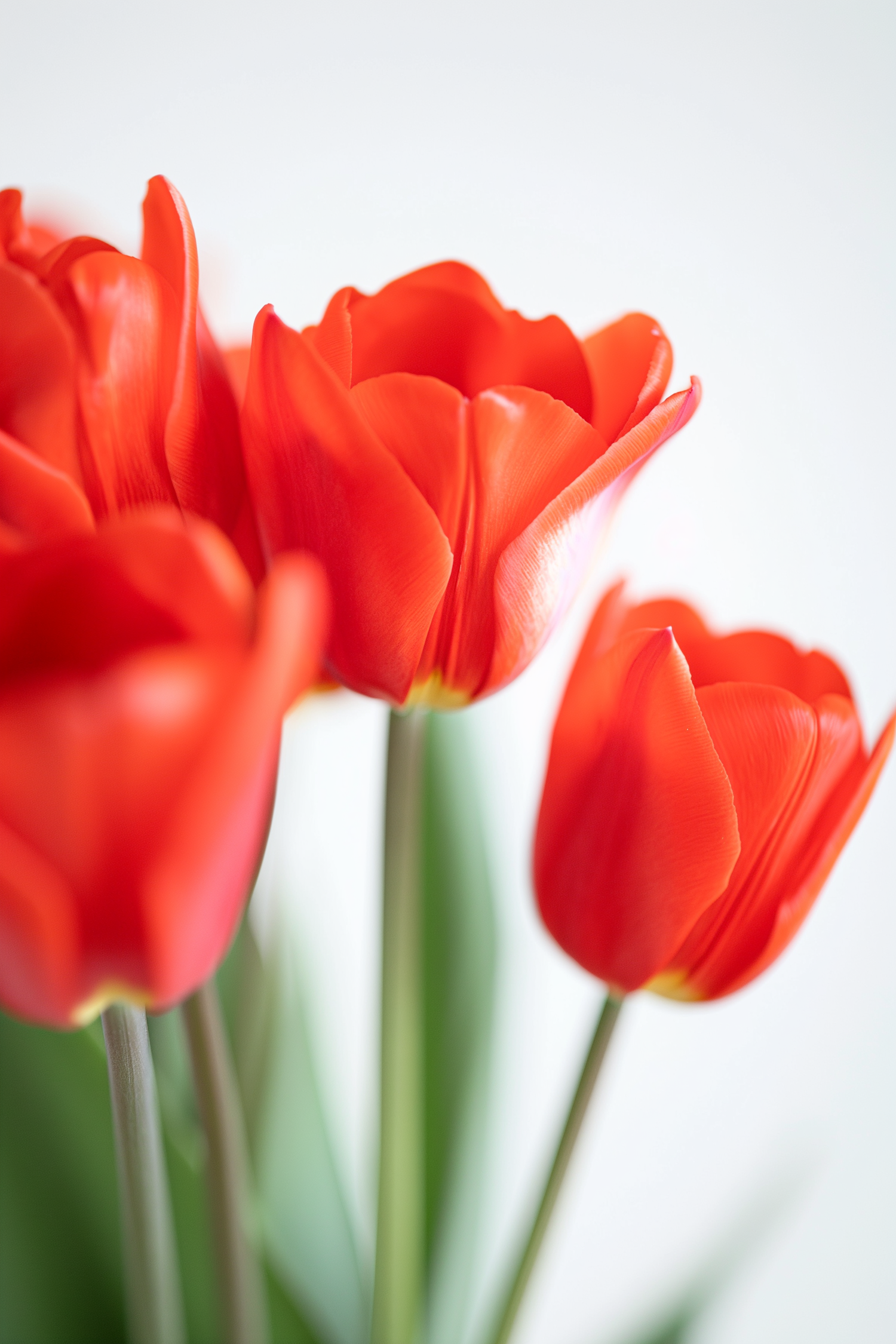 Luminous Red Tulips in Soft Focus