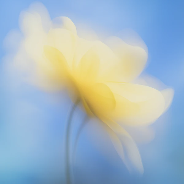 Yellow Flower Dreamscape