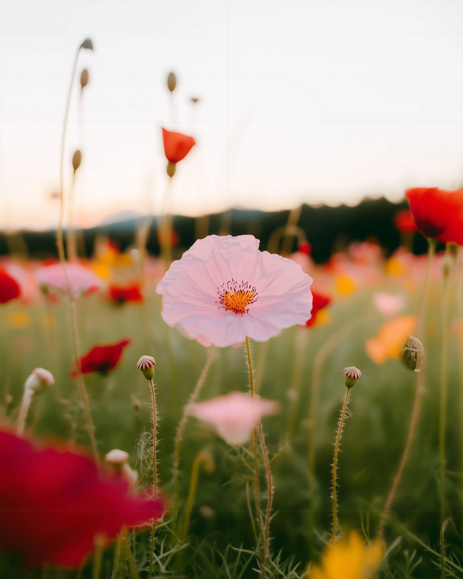 Vibrant Wildflower Field