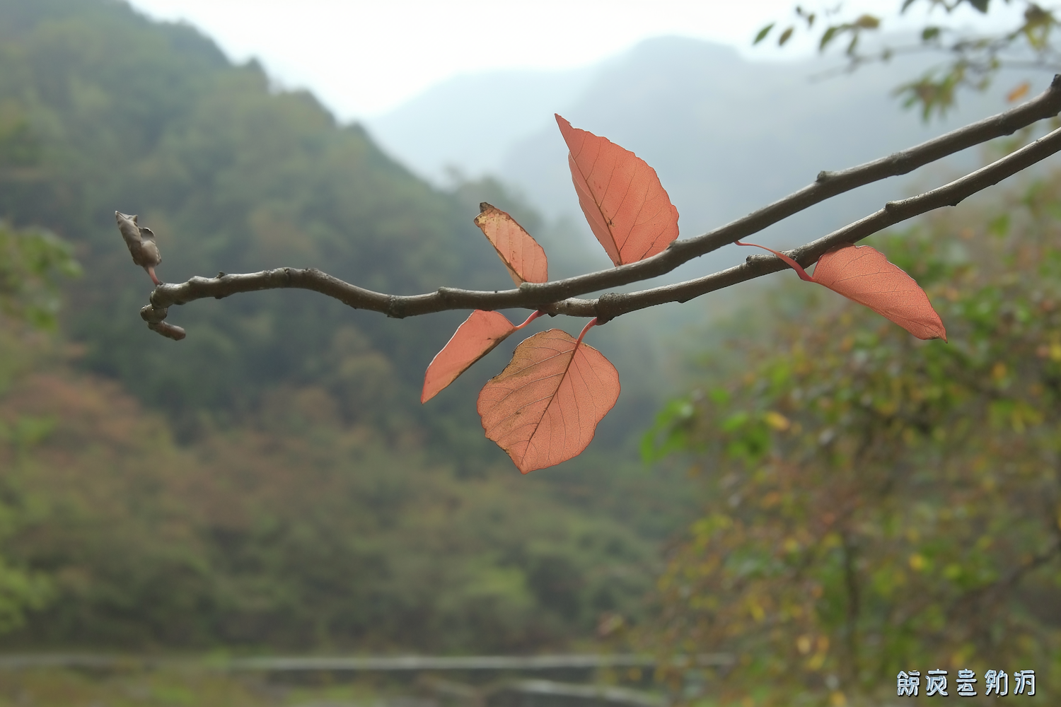 Autumn Tree Branch Close-Up