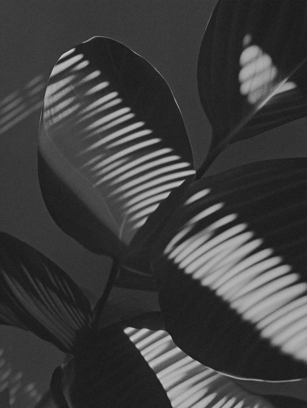 Monochrome Leaf Shadows