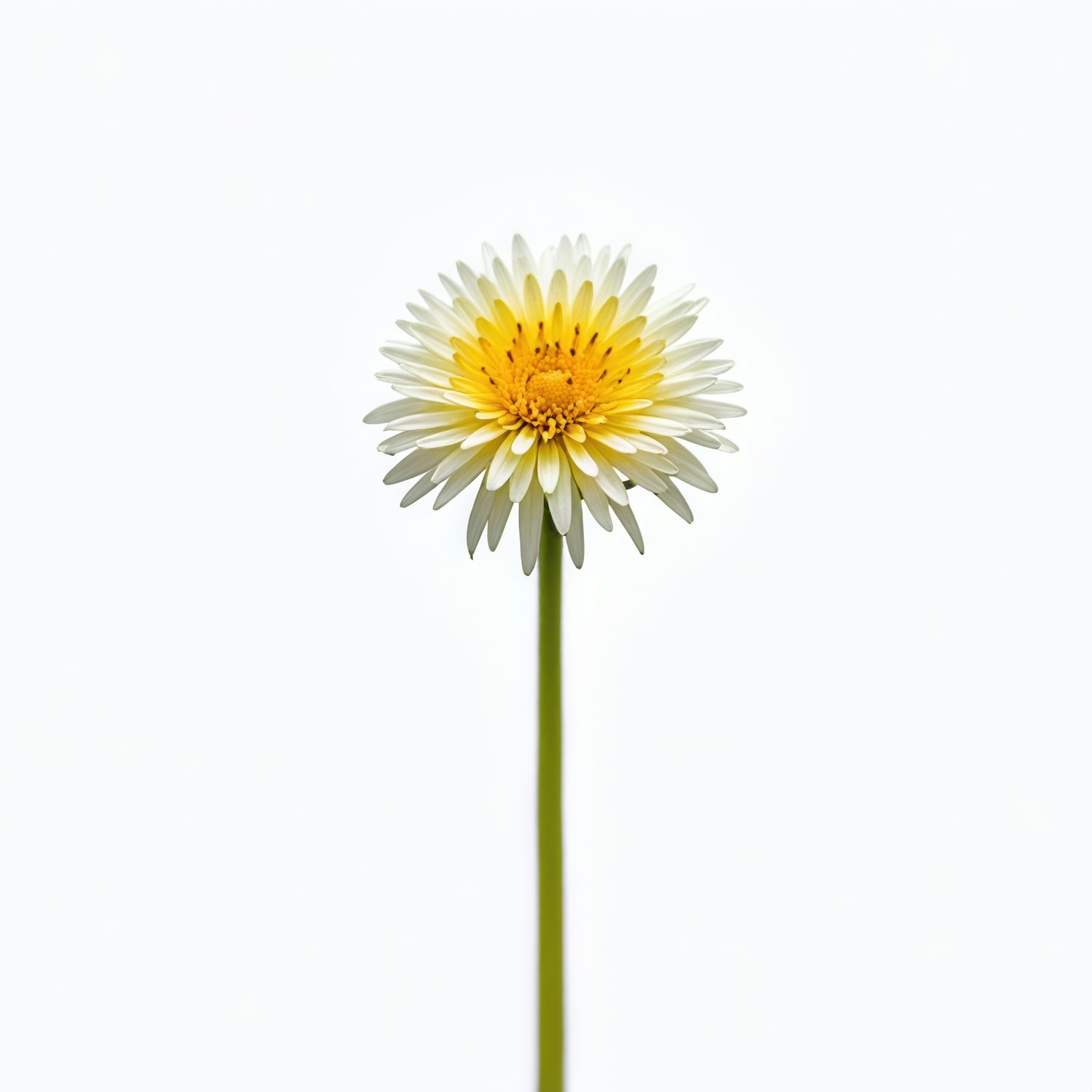 Single Daisy on White Background