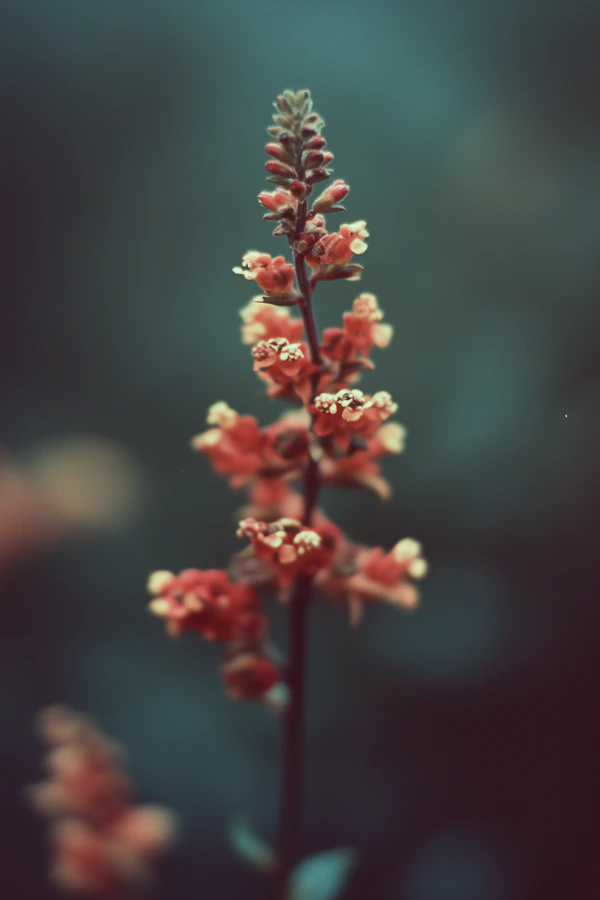 Vibrant Flower Close-Up