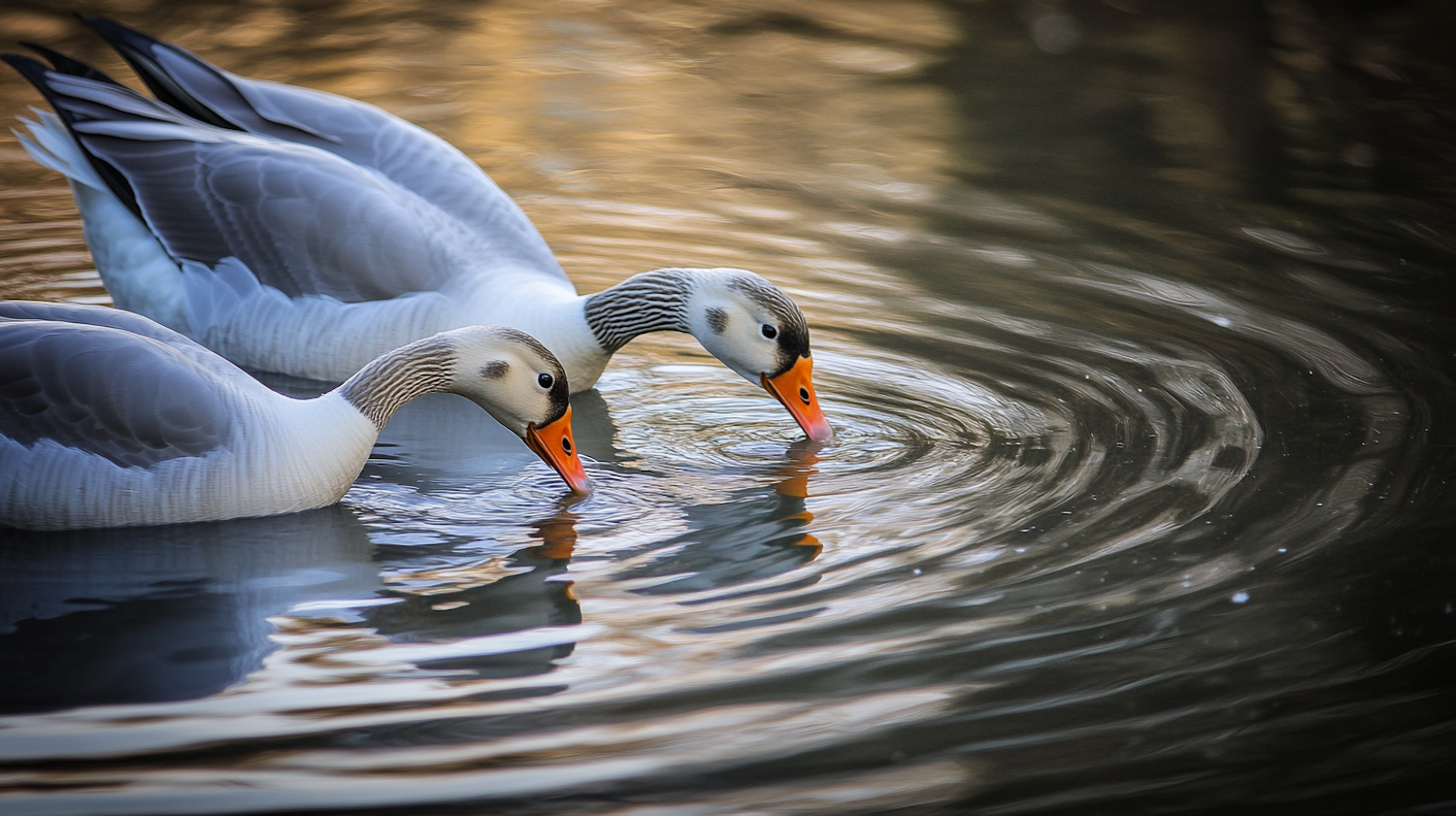 Geese in Tranquil Water