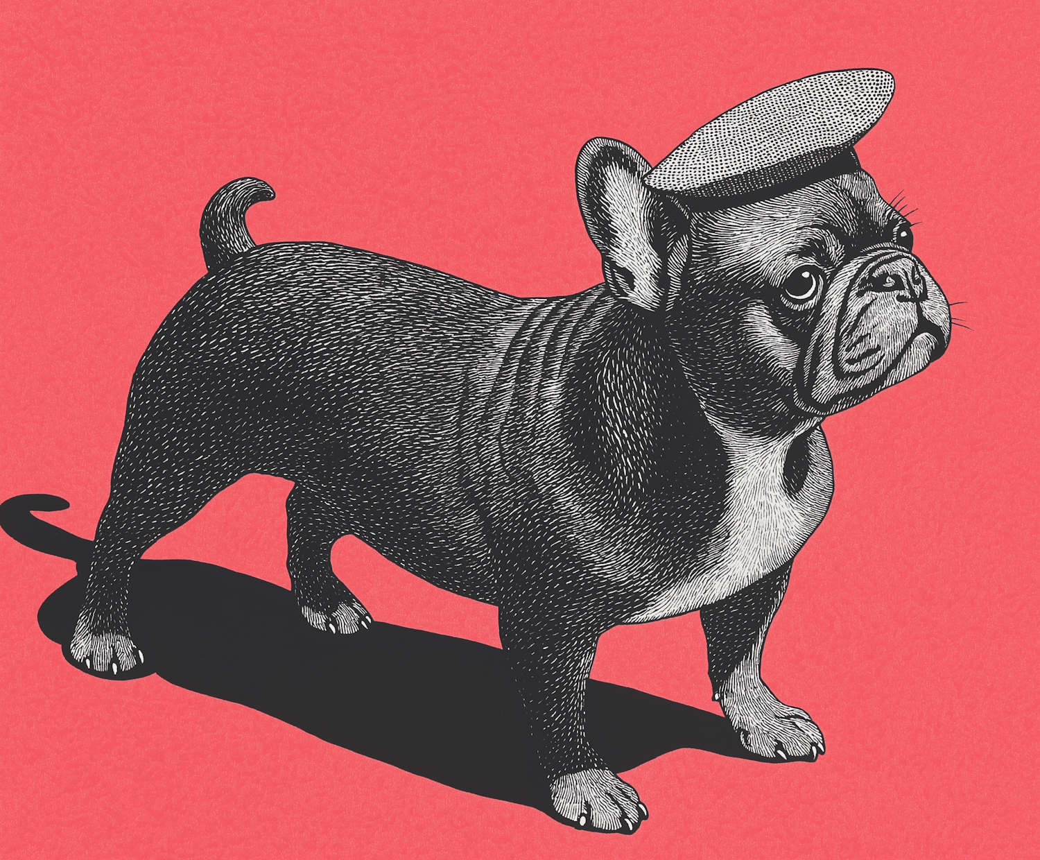 French Bulldog Illustration