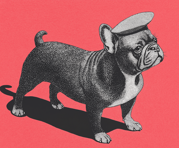 French Bulldog Illustration