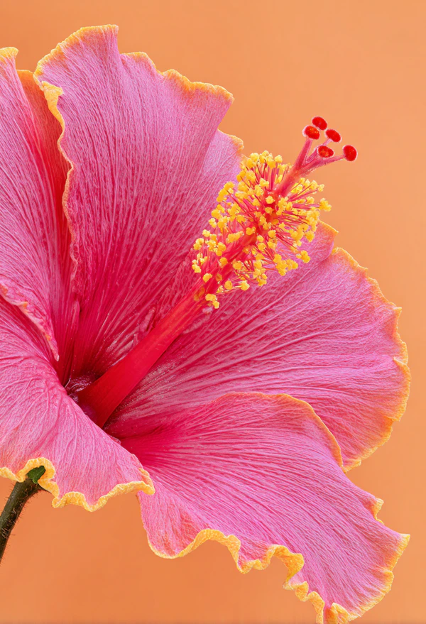 Pink Hibiscus Close-Up