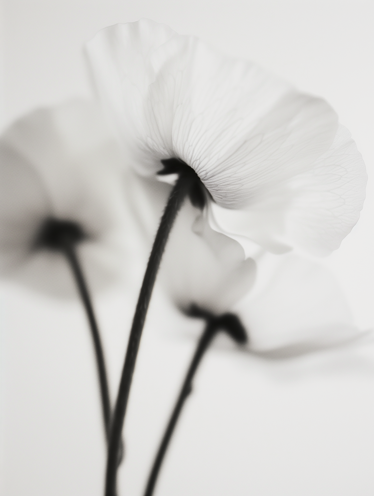 Delicate Flowers in Monochrome