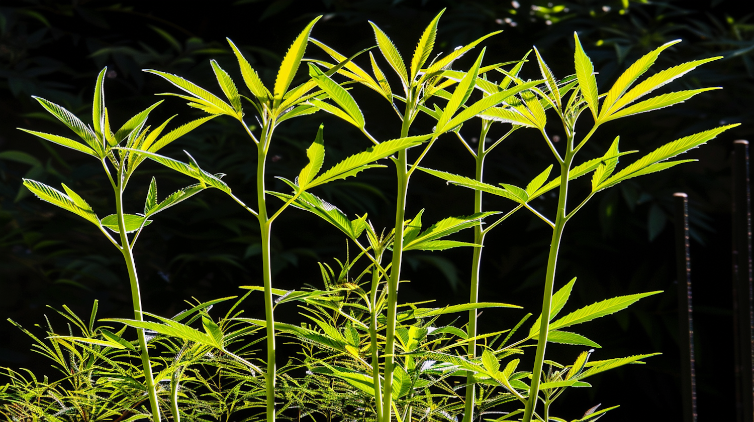 Lush Green Plants