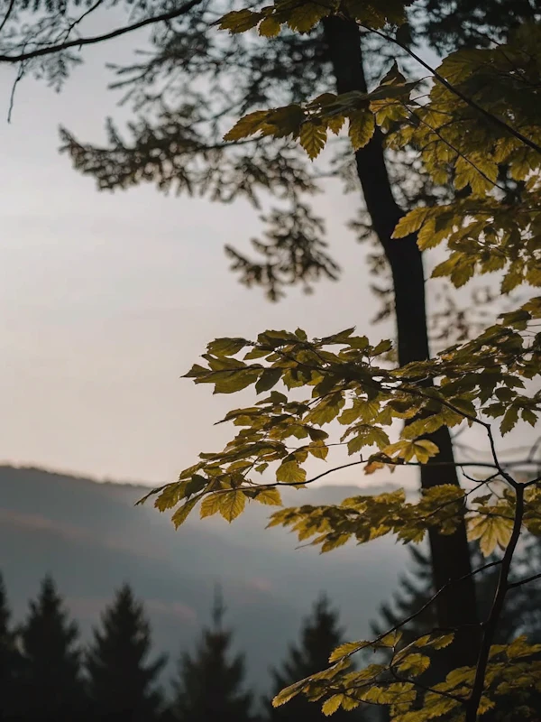 Golden Tree Branch Scene