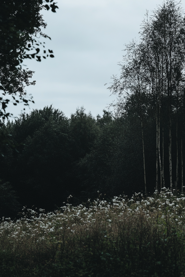 Serene Forest Landscape