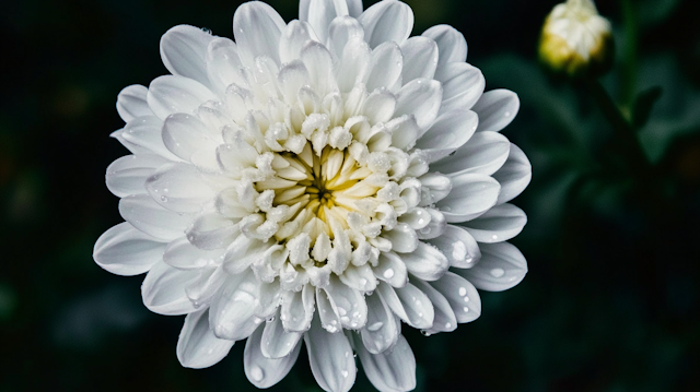 Close-up of White Chrysanthemum